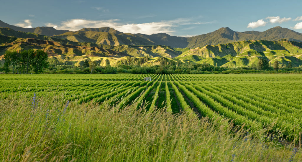 Marlborough Winery