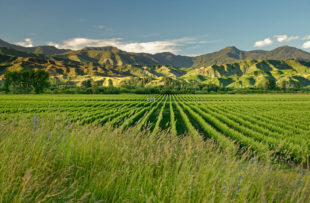 Marlborough Winery